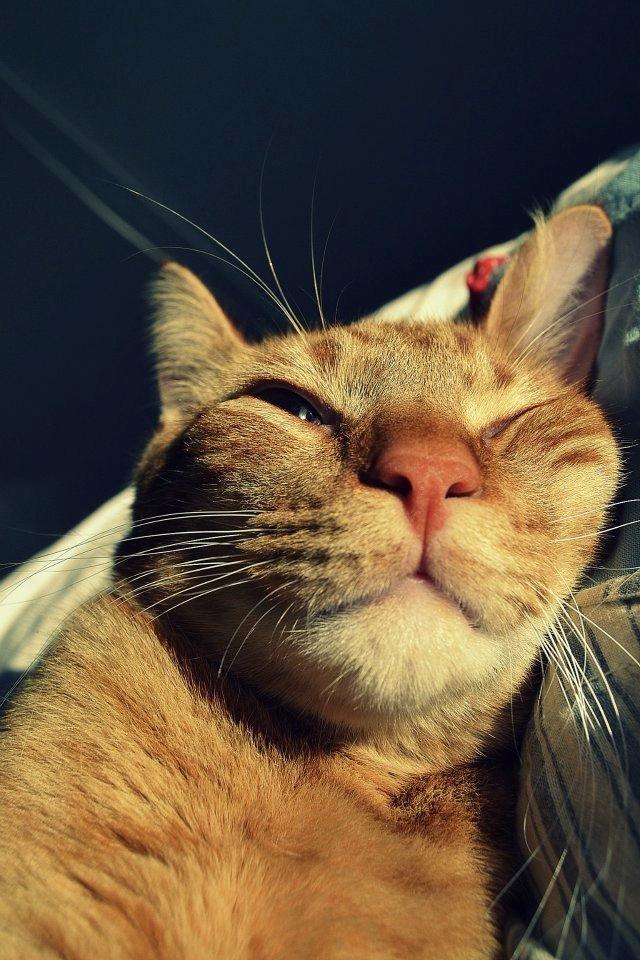 Blanding af racer Zeus billede 6