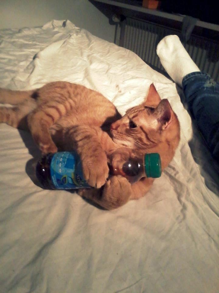 Blanding af racer Zeus billede 15