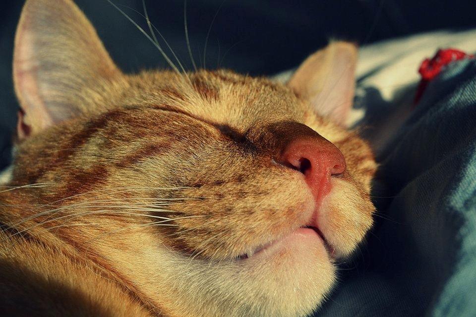 Blanding af racer Zeus billede 16