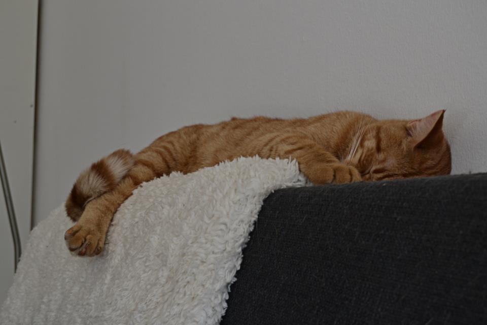 Blanding af racer Zeus billede 9