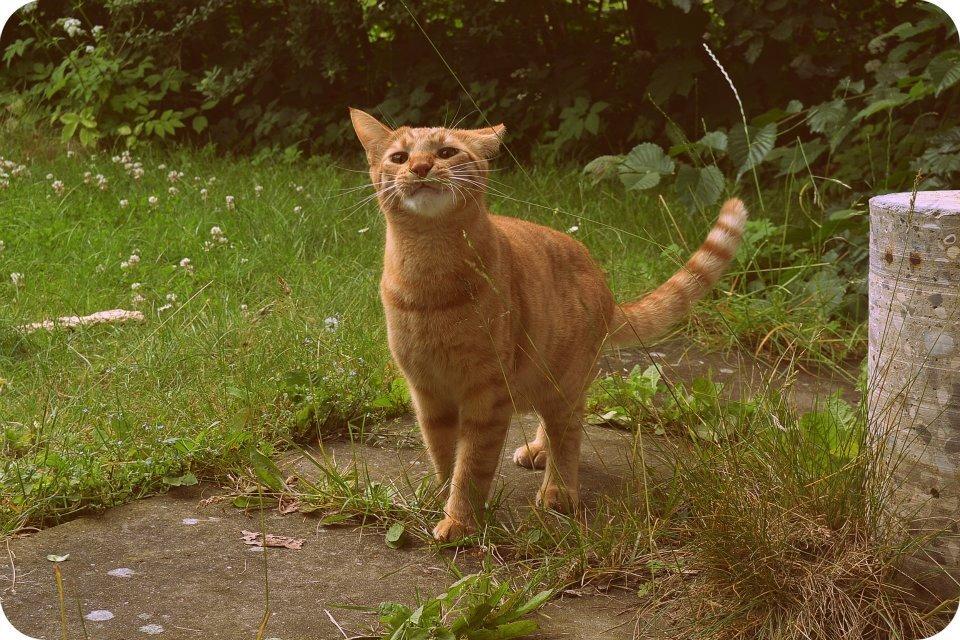 Blanding af racer Zeus billede 17