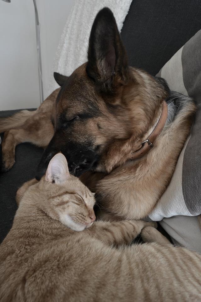 Blanding af racer Zeus - I love you Chanel <3 billede 18