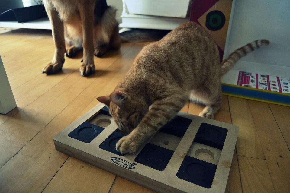 Blanding af racer Zeus billede 19