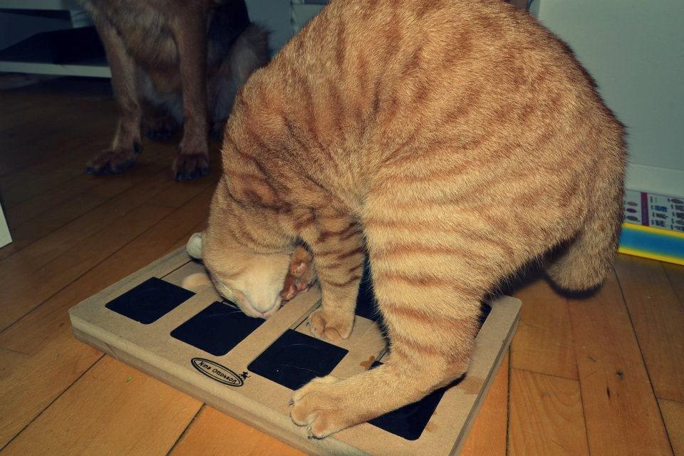 Blanding af racer Zeus billede 8