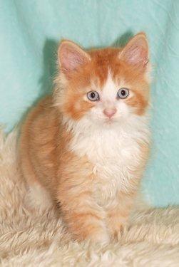 Maine Coon Merlin billede 10