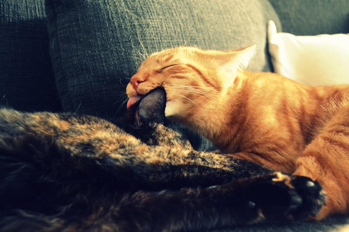 Blanding af racer Zeus billede 20