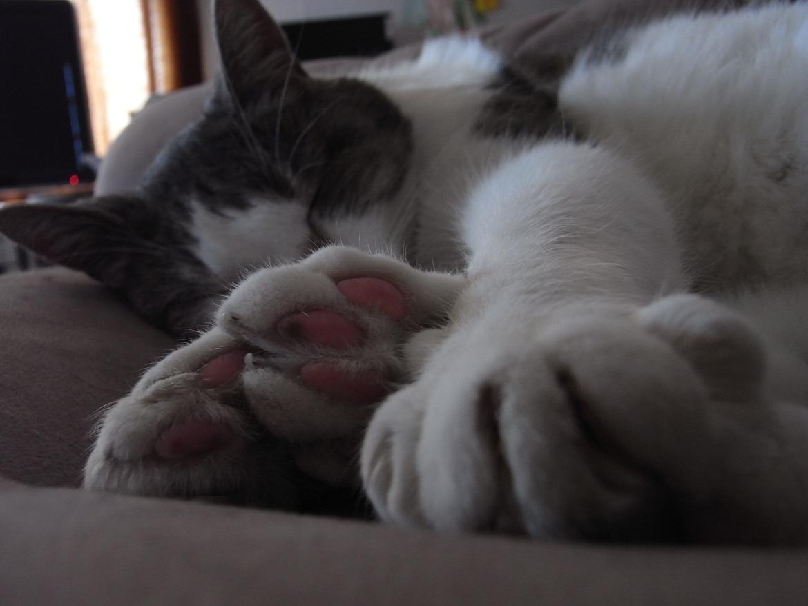 Blanding af racer Baghera - Elsk på det billed!! :D billede 1