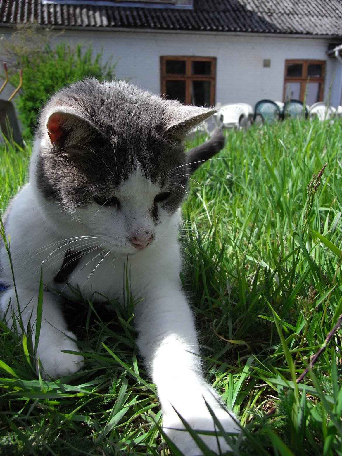 Blanding af racer Baghera - Baghera prøver at fange det dumme græs. :P billede 2