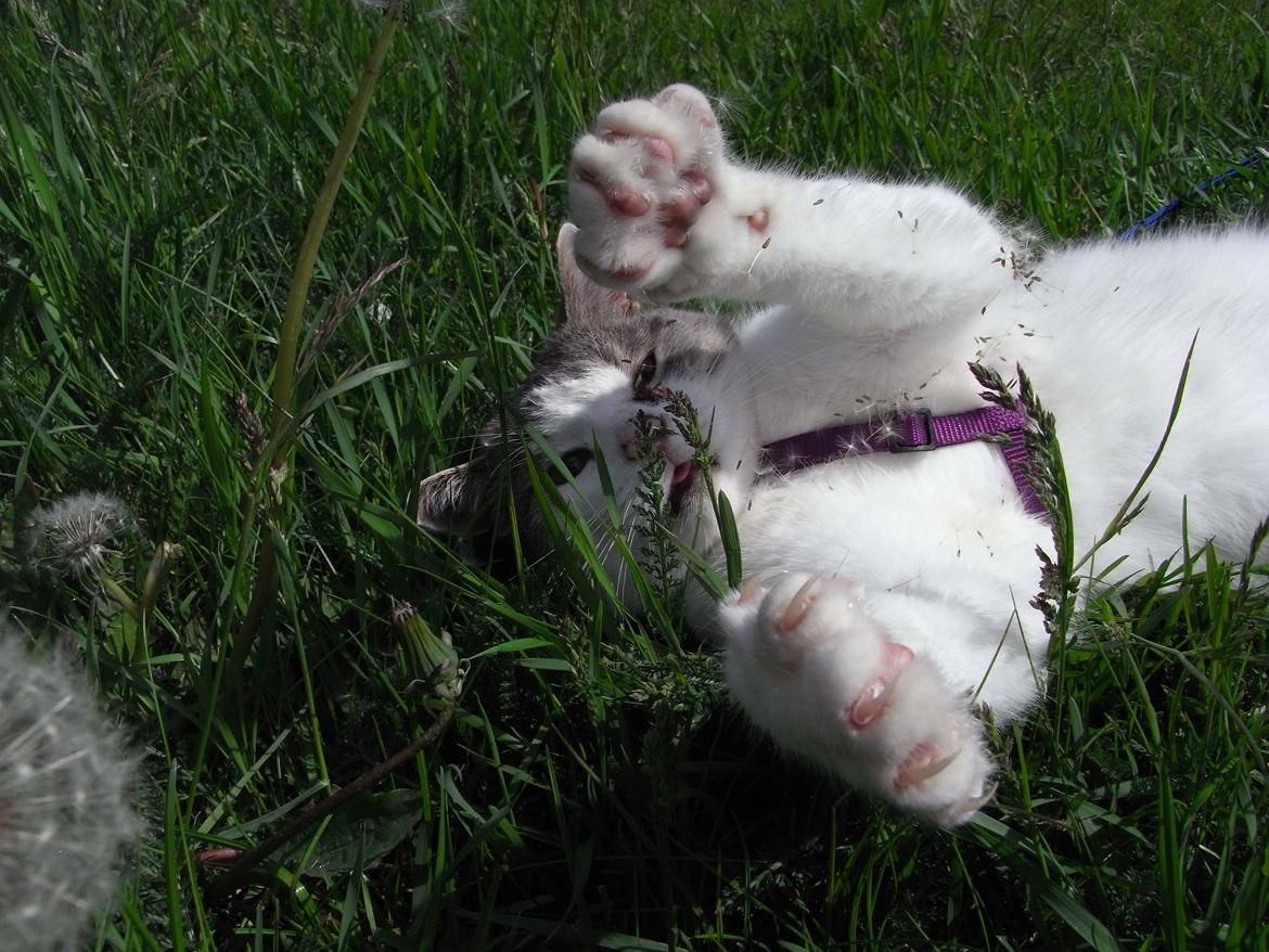 Blanding af racer Baghera - WEEE, det er hygge at være udenfor. :D billede 3