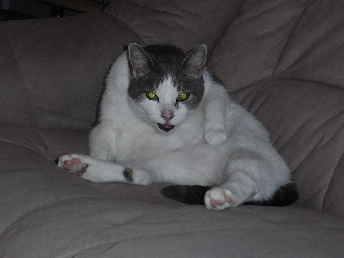 Blanding af racer Baghera - Slank som et svin, klog som en dør! xD billede 4