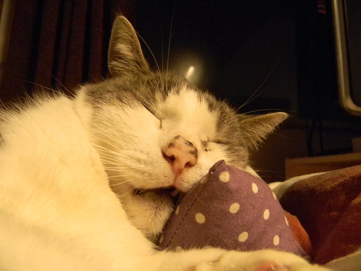 Blanding af racer Baghera - Nååårh, ligger og putter med hendes bolche. ;D billede 5