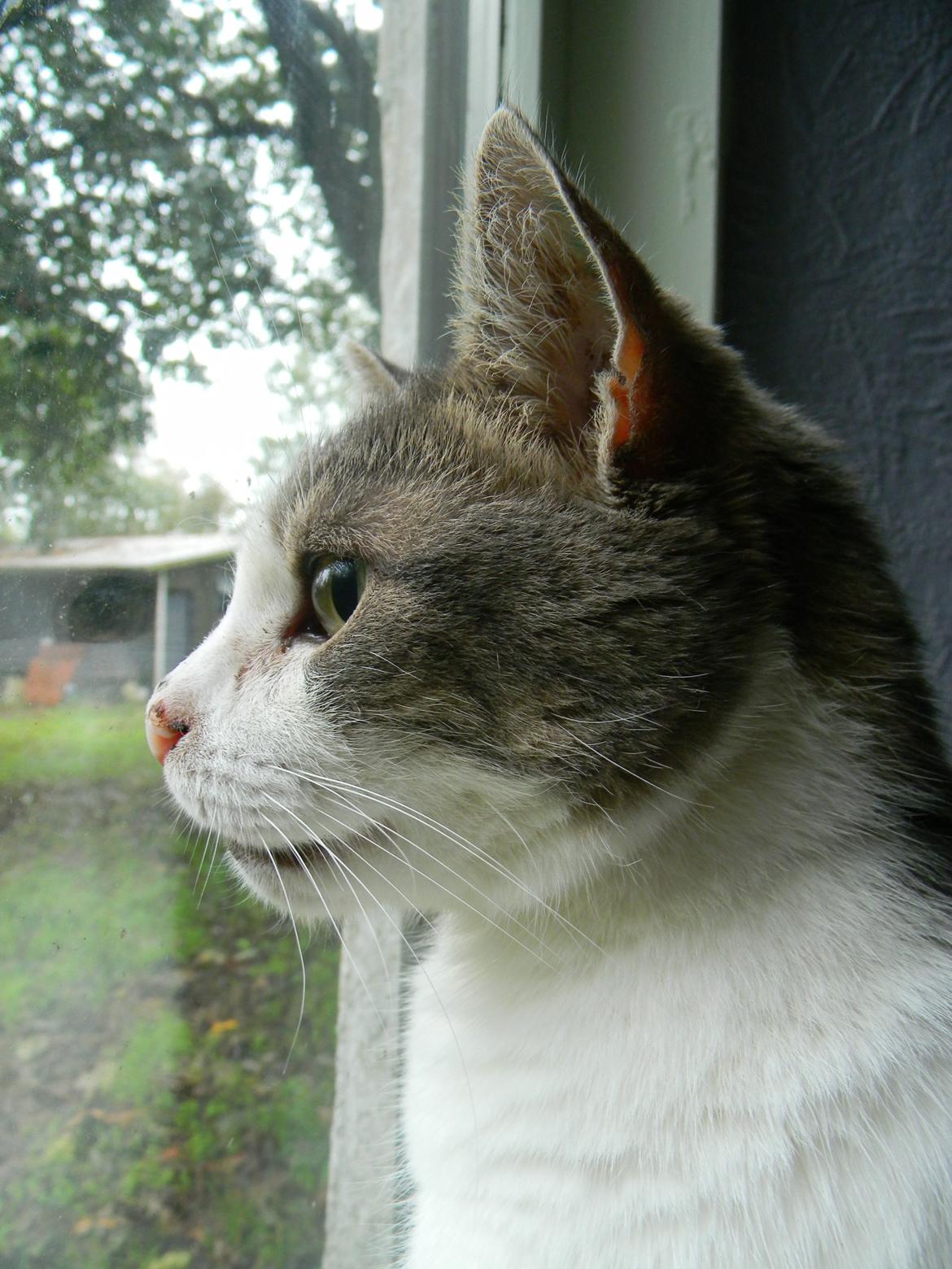 Blanding af racer Baghera - Baghera ser de nye omgivelser an (lige efter flytning) billede 6