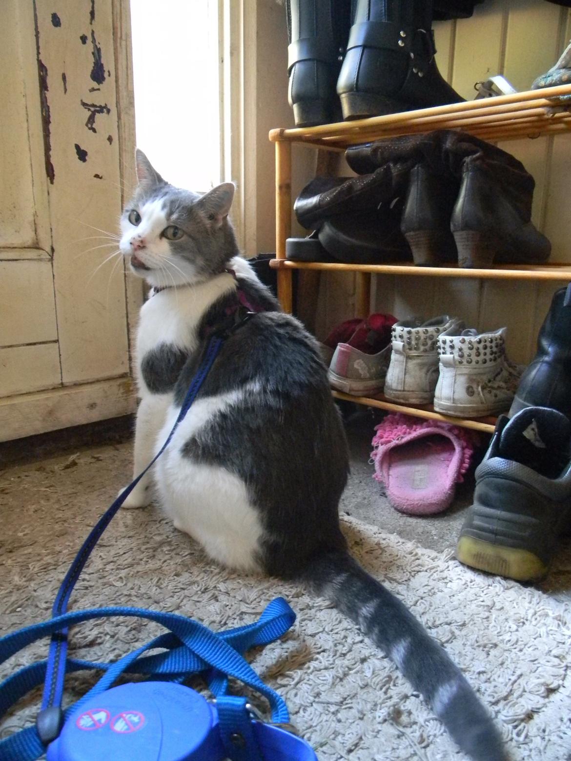 Blanding af racer Baghera - Mor! Bliv nu færdig, jeg vil UUUUD!! billede 7