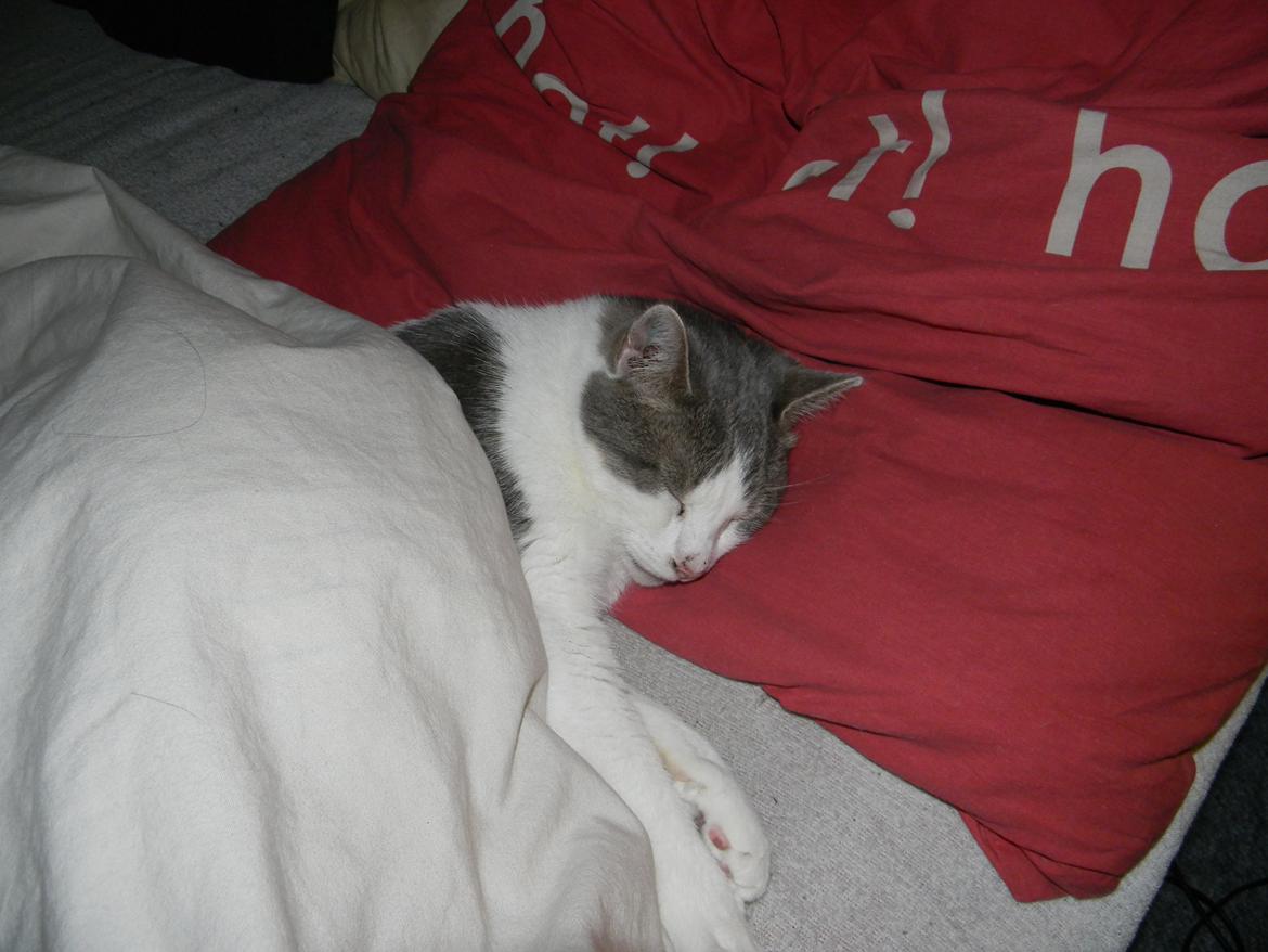 Blanding af racer Baghera - Verdens største katte seng? billede 8