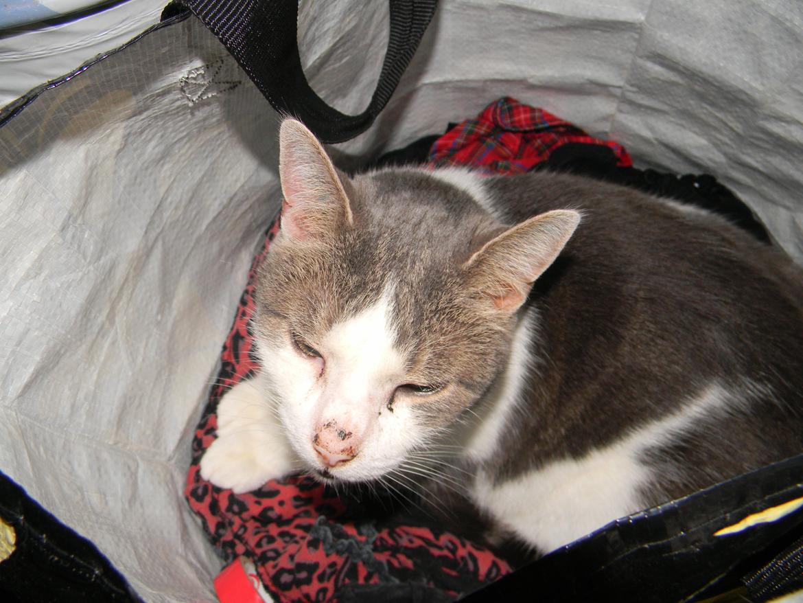 Blanding af racer Baghera - Nej mor, jeg ligger IKKE i dit vasketøj?? xD billede 9