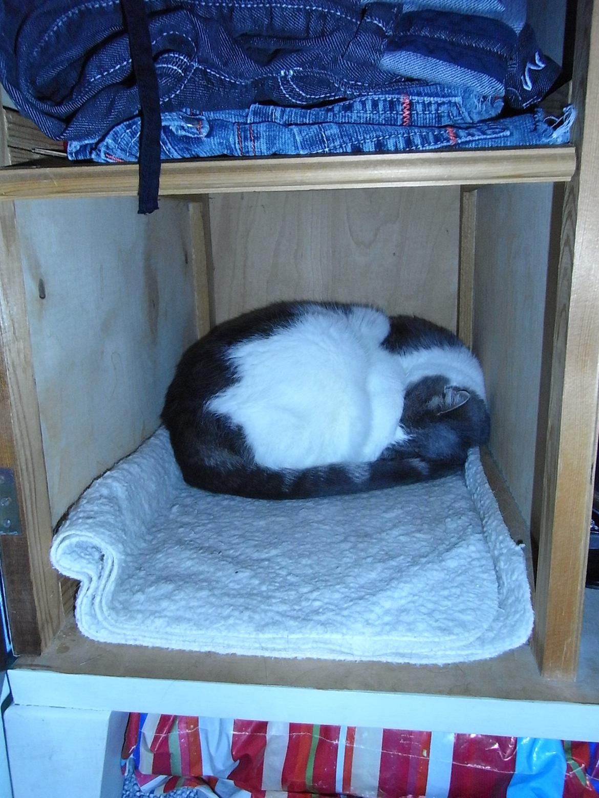 Blanding af racer Baghera - Skabs missen!! billede 10