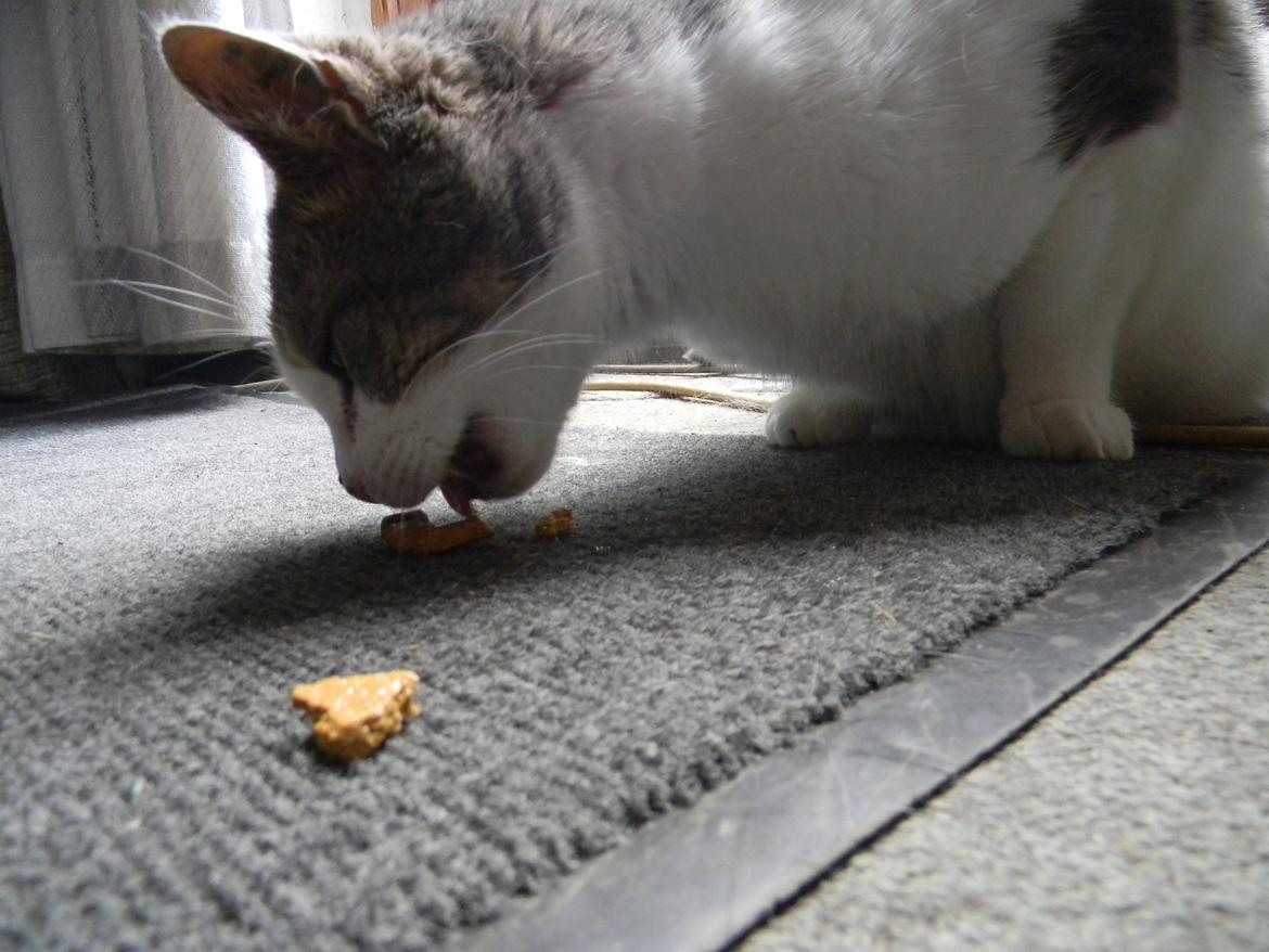 Blanding af racer Baghera - Onde Baghera har tyv stjålet hunden's hundekiks (og det store kvaj tør ikke jage hende væk xD) billede 12