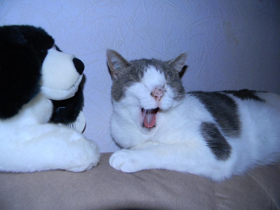 Blanding af racer Baghera - Hmm, søvnig? billede 13