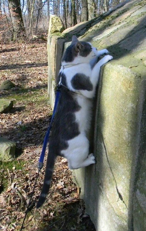 Blanding af racer Baghera - Baghera version af 'Hang in there'? xP billede 14