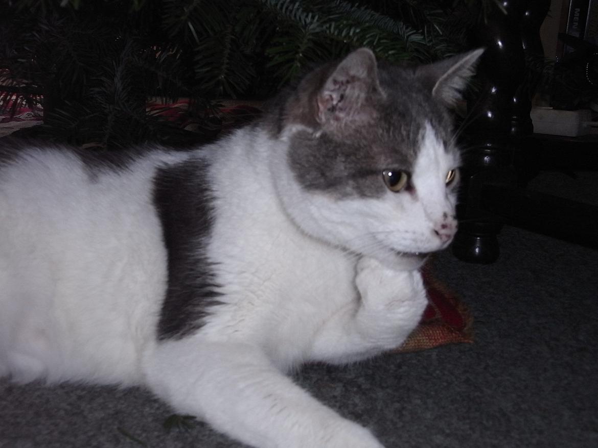 Blanding af racer Baghera - The Thinker!!! Gad vide hvad hun tænker på? ;D billede 15