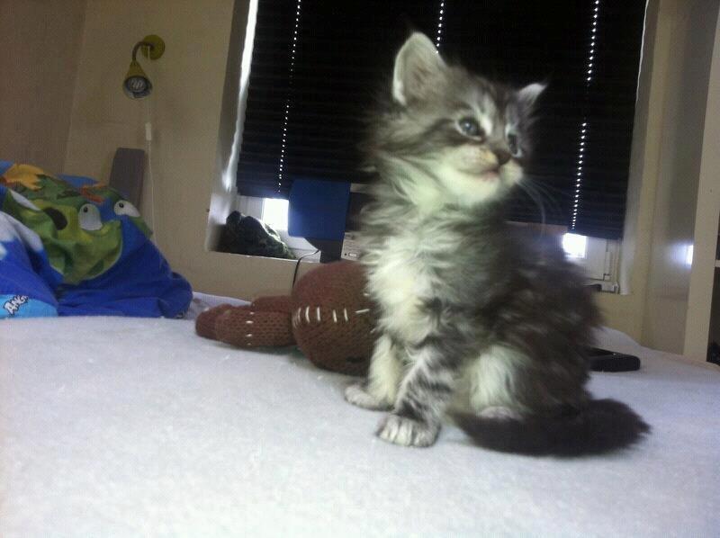 Maine Coon chili - 8 uger billede 11