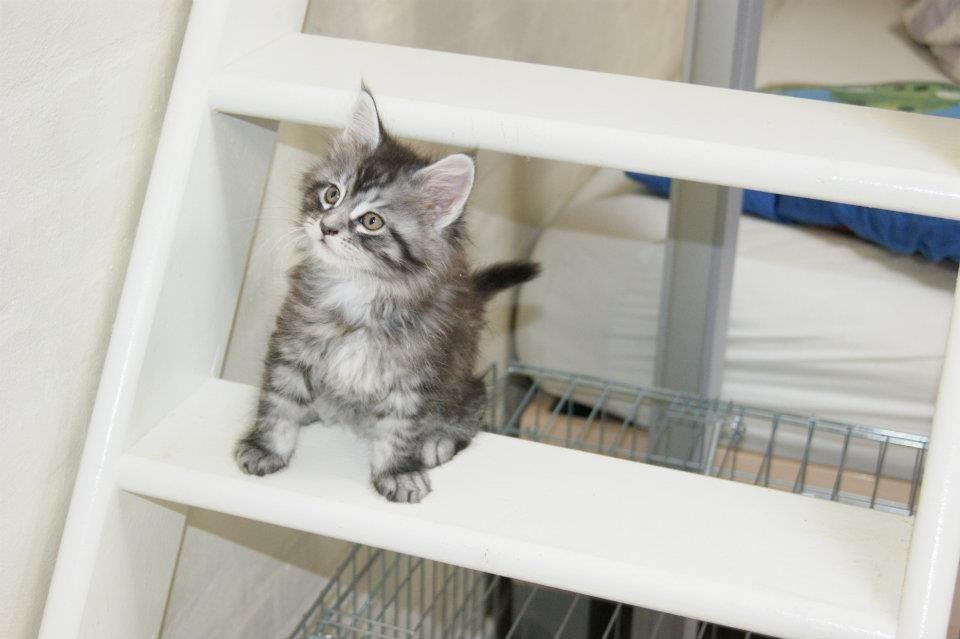 Maine Coon chili - 10 uger billede 12