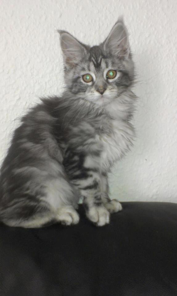 Maine Coon chili - 13 uger billede 4