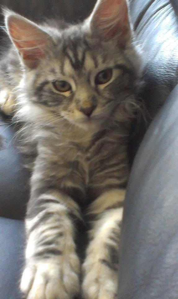 Maine Coon chili - 14 uger billede 14