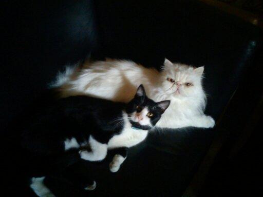 Huskat ~ Coke *Forsvundet* - coke og jason,, billede 15