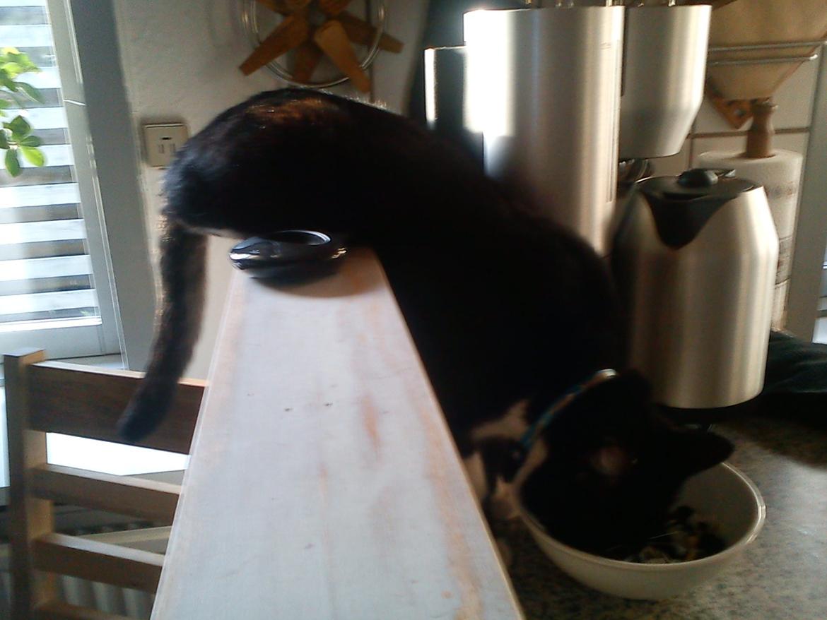 Huskat ~ Coke *Forsvundet* - he heee... jeg snupper lige lidt mad imens der ikke er nogle der kigger *GG* billede 17