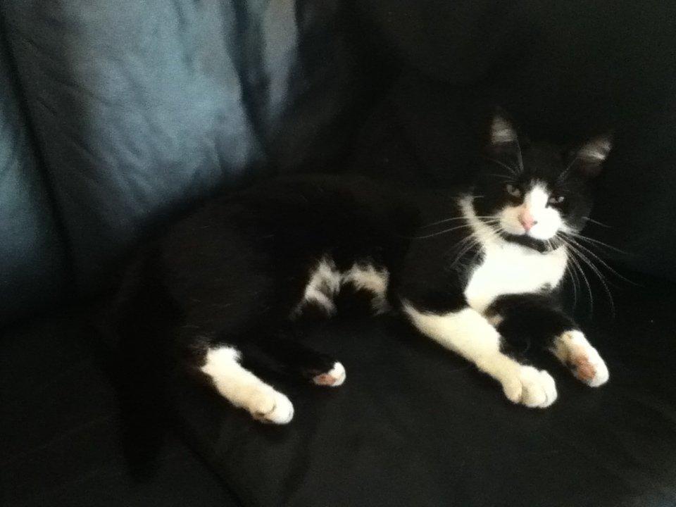 Huskat ~ Coke *Forsvundet* billede 16