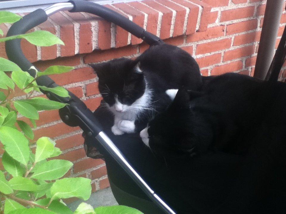 Huskat ~ Coke *Forsvundet* - Gizmo og Coke billede 13