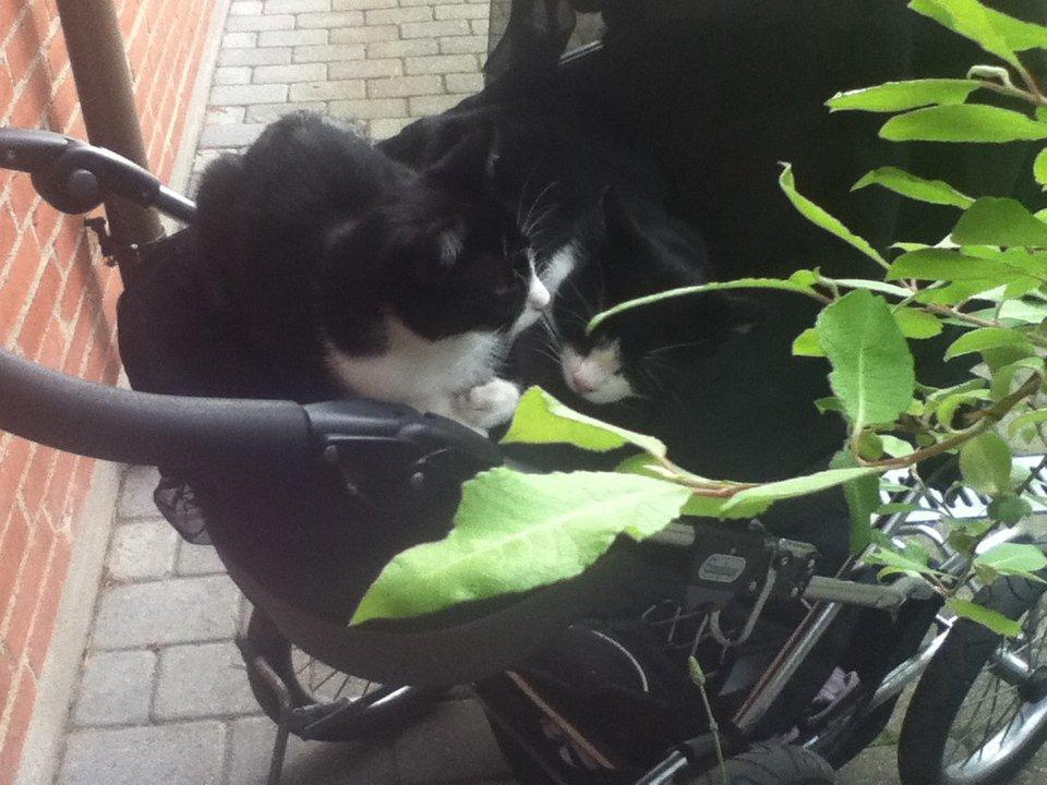 Huskat ~ Coke *Forsvundet* - (til venstre) gizmo og coke,, billede 12