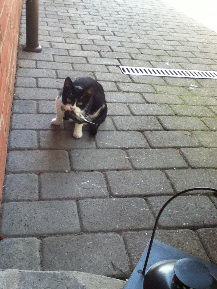 Huskat ~ Fiona † ** Sov sødt min elskede skat <3** - Fiona med en fugl ... billede 19