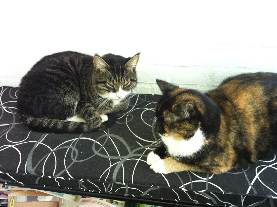 Huskat Nala (Nalle) - Nalle og Pixi hænger lige ud på altanbænken billede 2