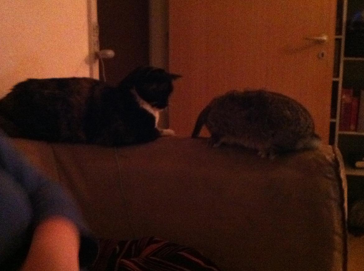 Huskat Nala (Nalle) - Nalle og Sigurd taler ofte sammen.. i det stille :o) billede 3