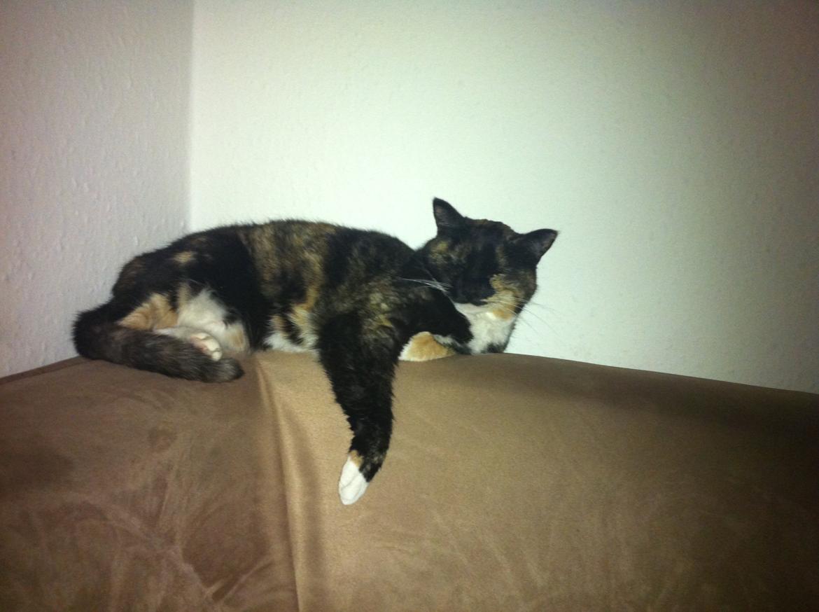 Huskat Nala (Nalle) - Nalle, semi i en nøddeskal billede 4