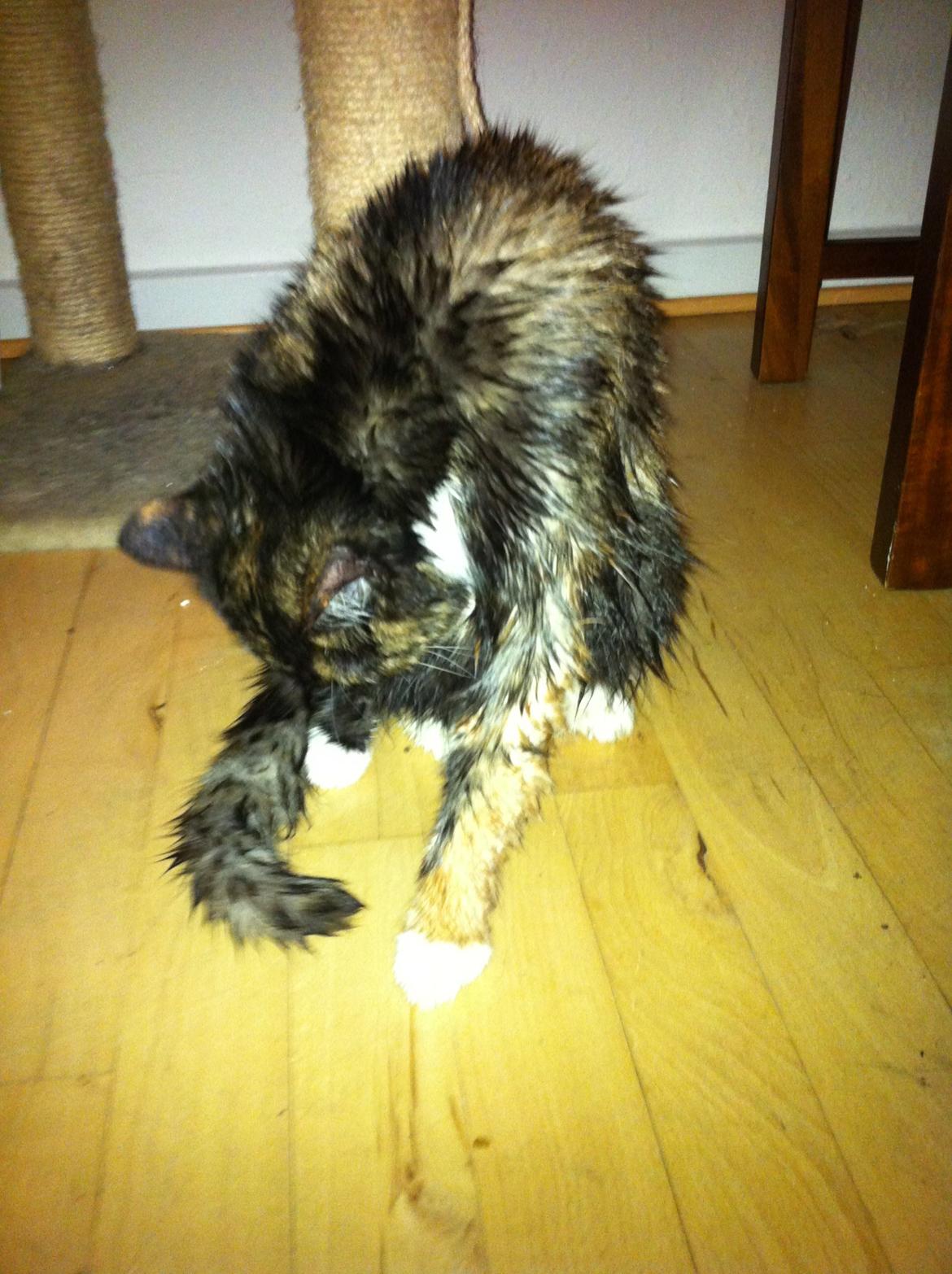 Huskat Nala (Nalle) - Efter et lille bad  billede 5