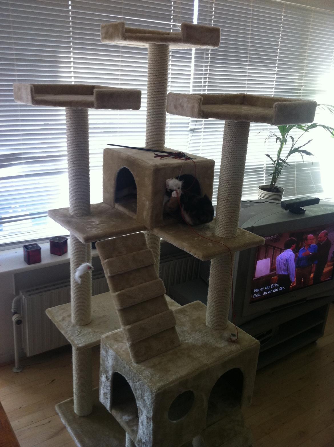 Huskat Nala (Nalle) billede 6