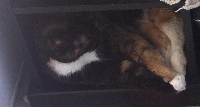 Huskat Nala (Nalle) - Nalle fandt lige et snigeren sted at chille  billede 7