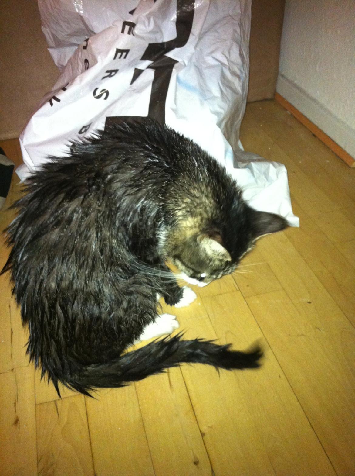 Huskat Pixi - Efter et lille bad billede 2