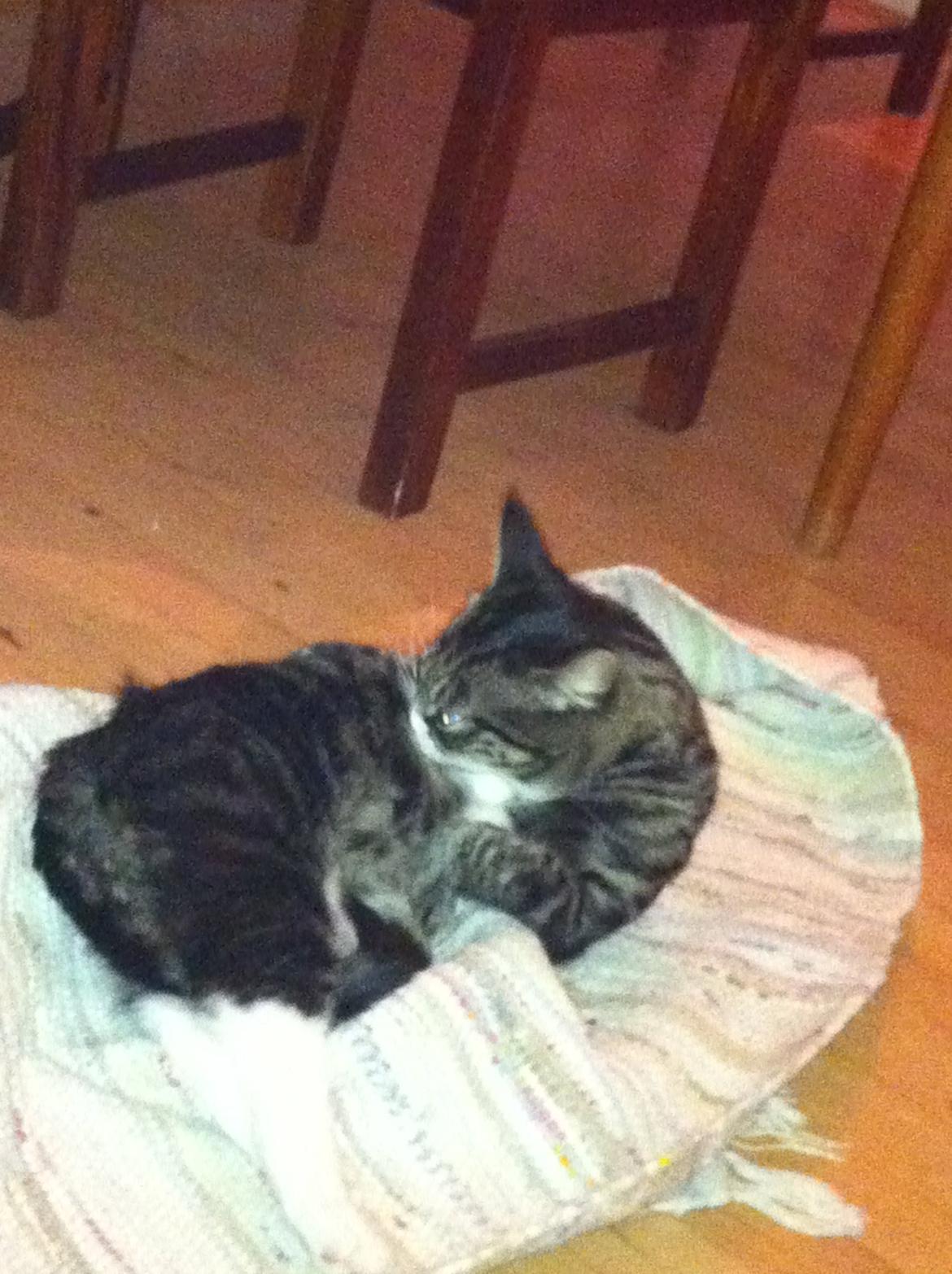 Huskat Pixi - Engang var det "mors".. Nu er tæppet PIXI's! billede 3