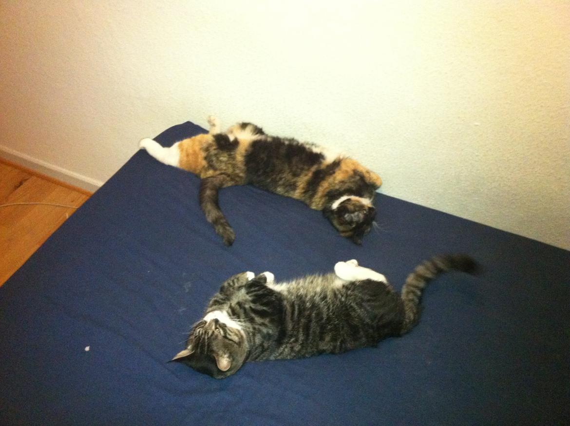 Huskat Pixi - De kan liiiiige være der :o) billede 4