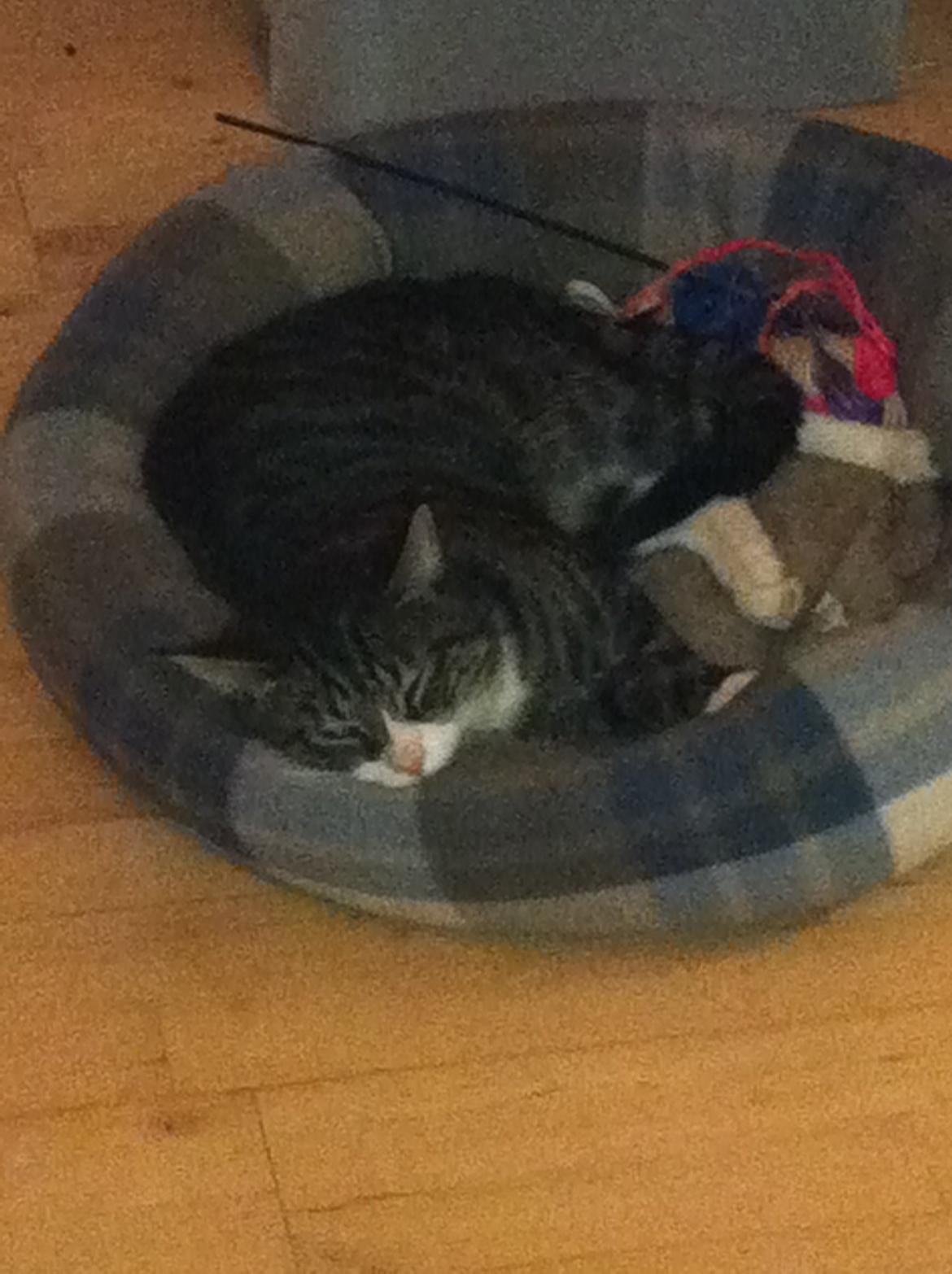 Huskat Pixi - Pixi's aller yndlingssted at putte sig  billede 5