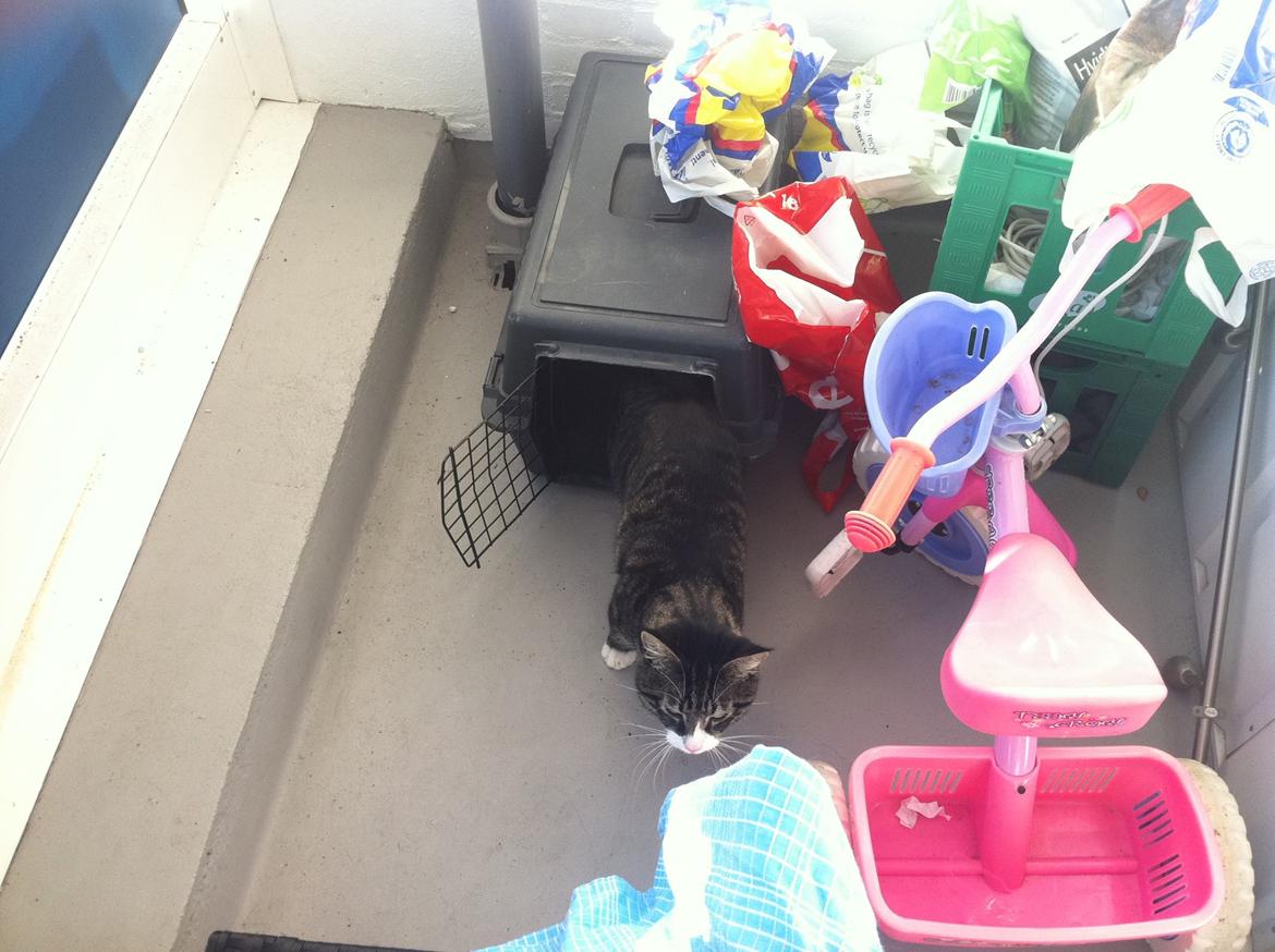 Huskat Pixi - Dejlig dejlig kattetransporter!  billede 8