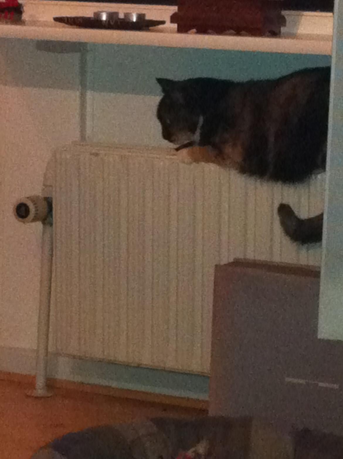 Huskat Nala (Nalle) - En ofte anvendt radiator  billede 9