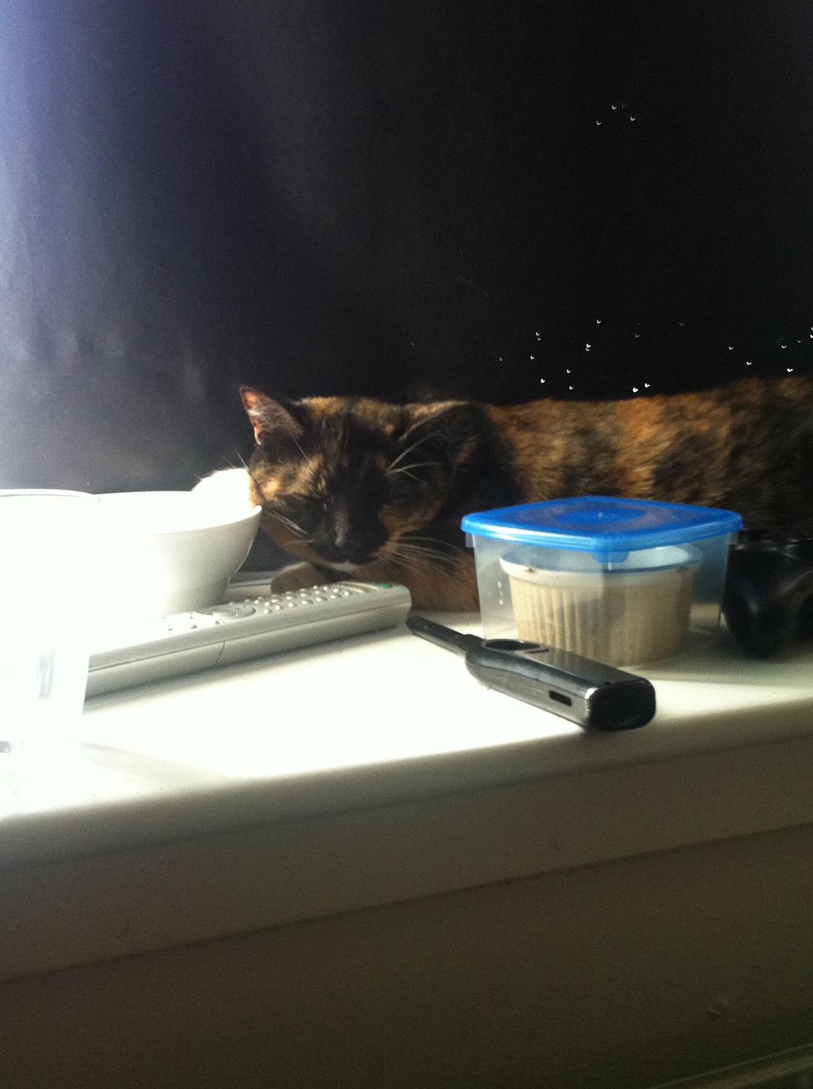 Huskat Nala (Nalle) billede 8