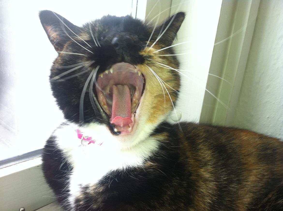 Huskat Nala (Nalle) billede 1