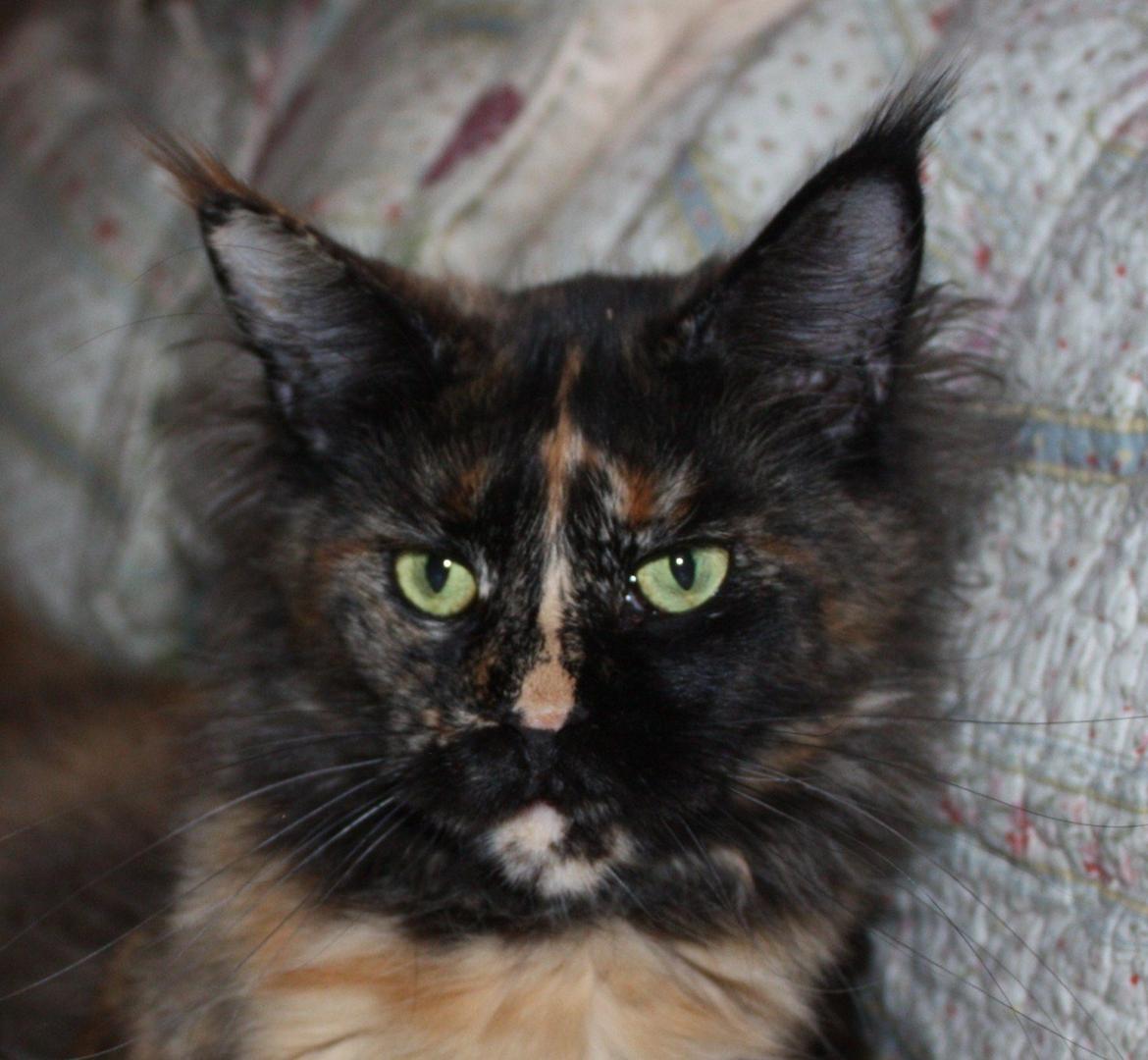 Maine Coon Tukenja'S Denise billede 1