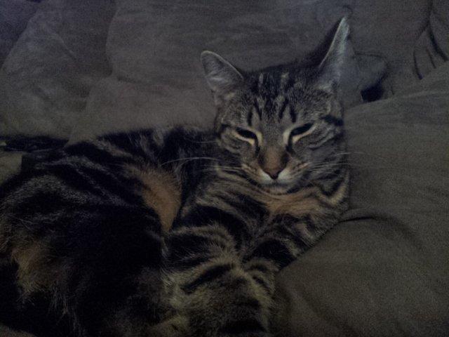 Huskat Bellis - bellis der slænger sig i sofaen billede 1